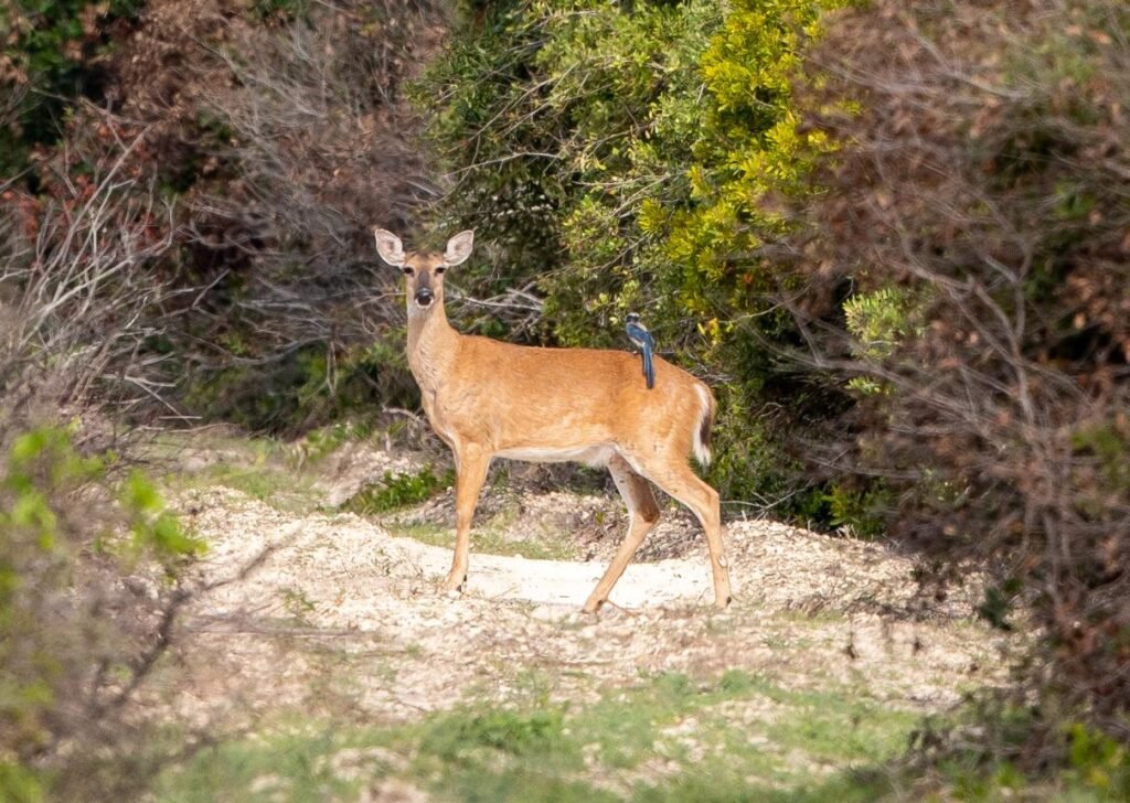 Deer, birds, and butterflies living safely in a protected forest in the United States.